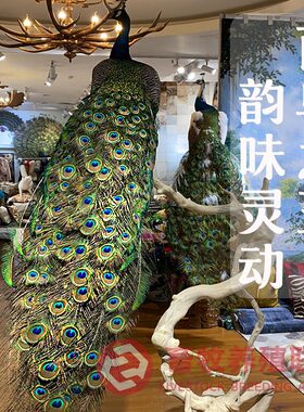 定制客厅动物蓝孔雀工艺品摆件开屏白孔雀标本模具孔雀羽毛扇饰品