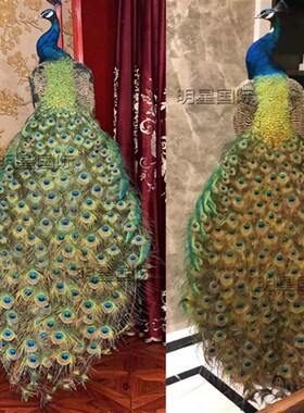 天然蓝孔雀标本 白孔雀羽毛仿真鸟标本 手工艺家居装饰品摆件道具