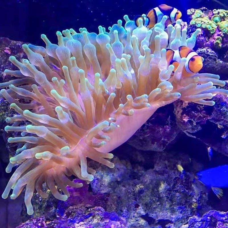 海葵荧光绿红海葵珊瑚绿地毯小丑鱼共生海葵N软体鱼缸奶嘴奶白海,淘宝优惠券,粉丝福利购,淘宝优惠卷