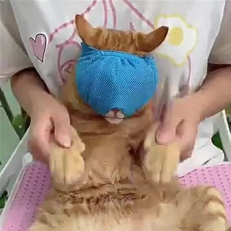 猫咪防抓防咬防舔头套剪指u甲洗澡透气网布面罩多功能宠物美容嘴,淘宝优惠券,粉丝福利购,淘宝优惠卷