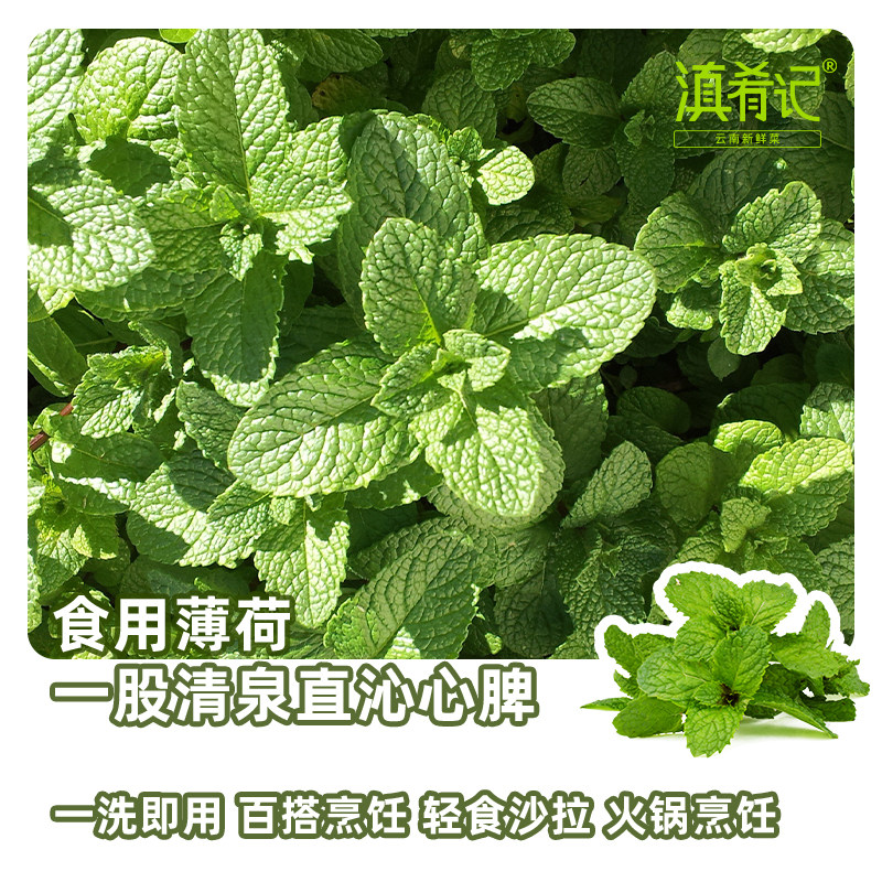 【顺丰包邮】云南基地新鲜蔬菜可食用薄荷羊肉米线专用留兰香批发,淘宝优惠券,粉丝福利购,淘宝优惠卷