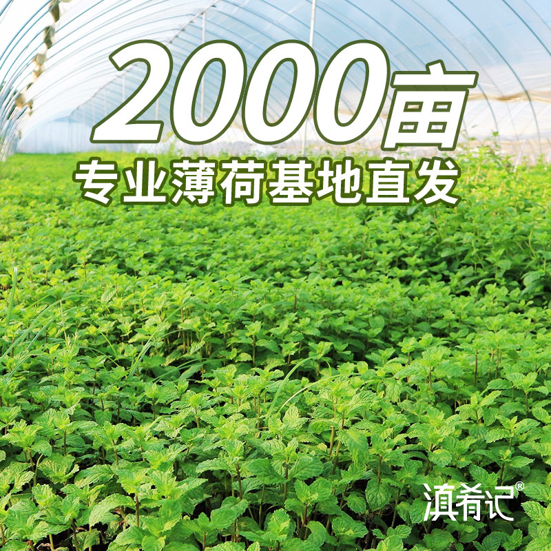 【顺丰包邮】云南基地新鲜蔬菜可食用薄荷羊肉米线专用留兰香批发,淘宝优惠券,粉丝福利购,淘宝优惠卷