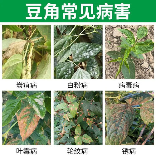 豆角病菌清白粉病根腐病锈病叶斑病疫病病毒病炭疽病豆角专用药 - 图1