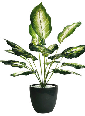 仿真植物18叶白万年青 桌面人造塑胶假绿植装饰植物墙大叶子配材