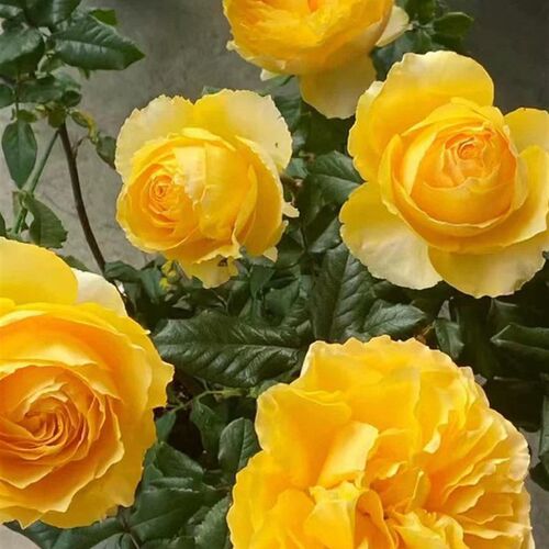 阳光笑容月季花苗开花大玫t瑰花室内阳台盆栽四季好养花卉绿植树 - 图2