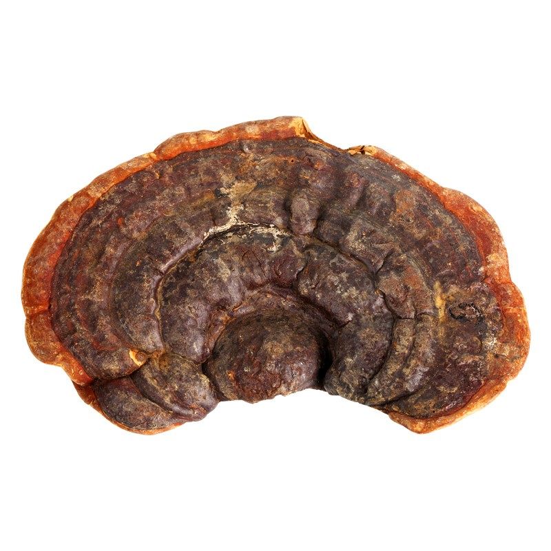 长白山赤灵芝片无柄赤芝整枝野生灵芝干货深山林芝切片250g买3送1,淘宝优惠券,粉丝福利购,淘宝优惠卷