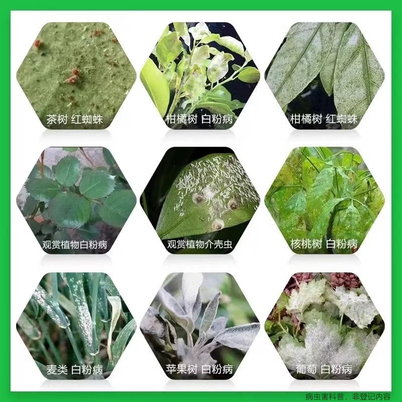 国光石硫合剂石硫石合剂清园农药果树专用杀菌剂石榴合剂水涂白剂,淘宝优惠券,粉丝福利购,淘宝优惠卷