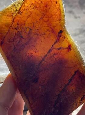 天然保真大块皮保养养生煲汤养胃磨粉入药