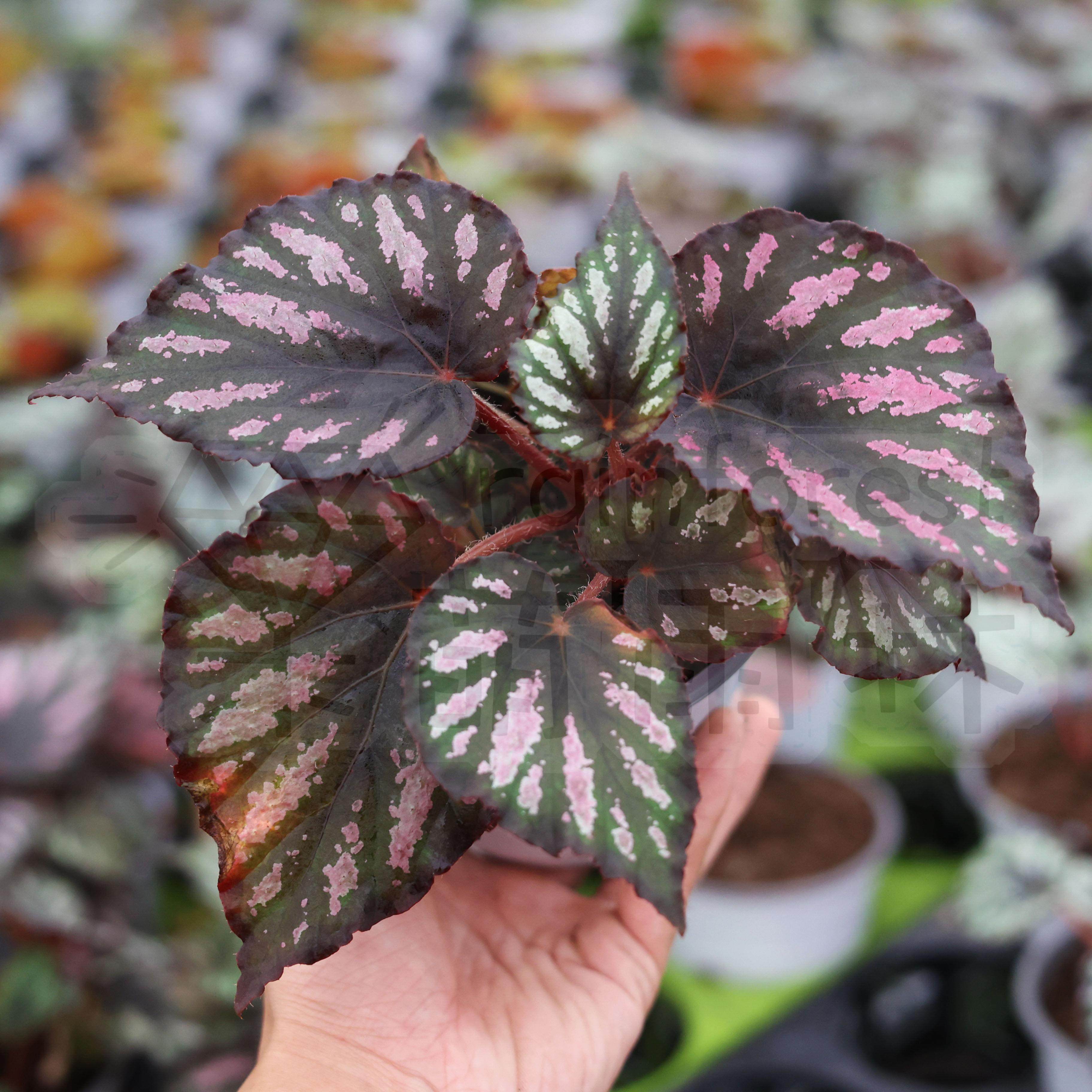 手鼓秋海棠合集双子座开普敦爱丽丝齿瓣邓恩金枫彩虹星点大王网红,淘宝优惠券,粉丝福利购,淘宝优惠卷