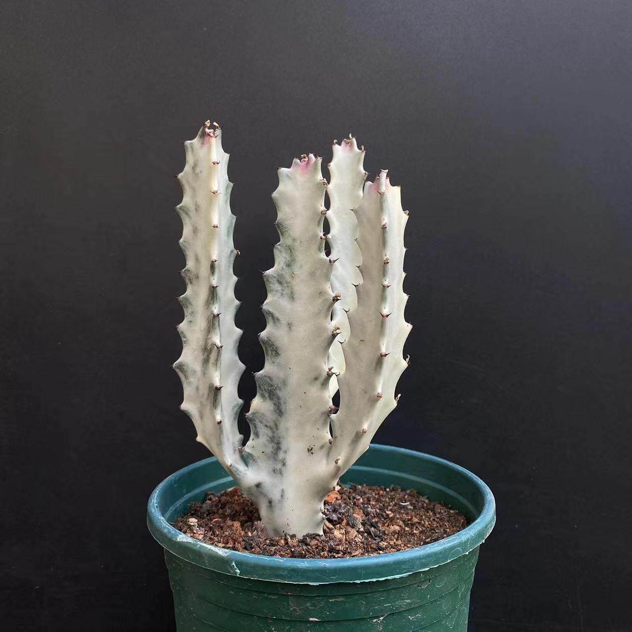 白龙骨仙人柱室内景观造型独特趣味美观多肉植物组合盆栽仙人掌,淘宝优惠券,粉丝福利购,淘宝优惠卷