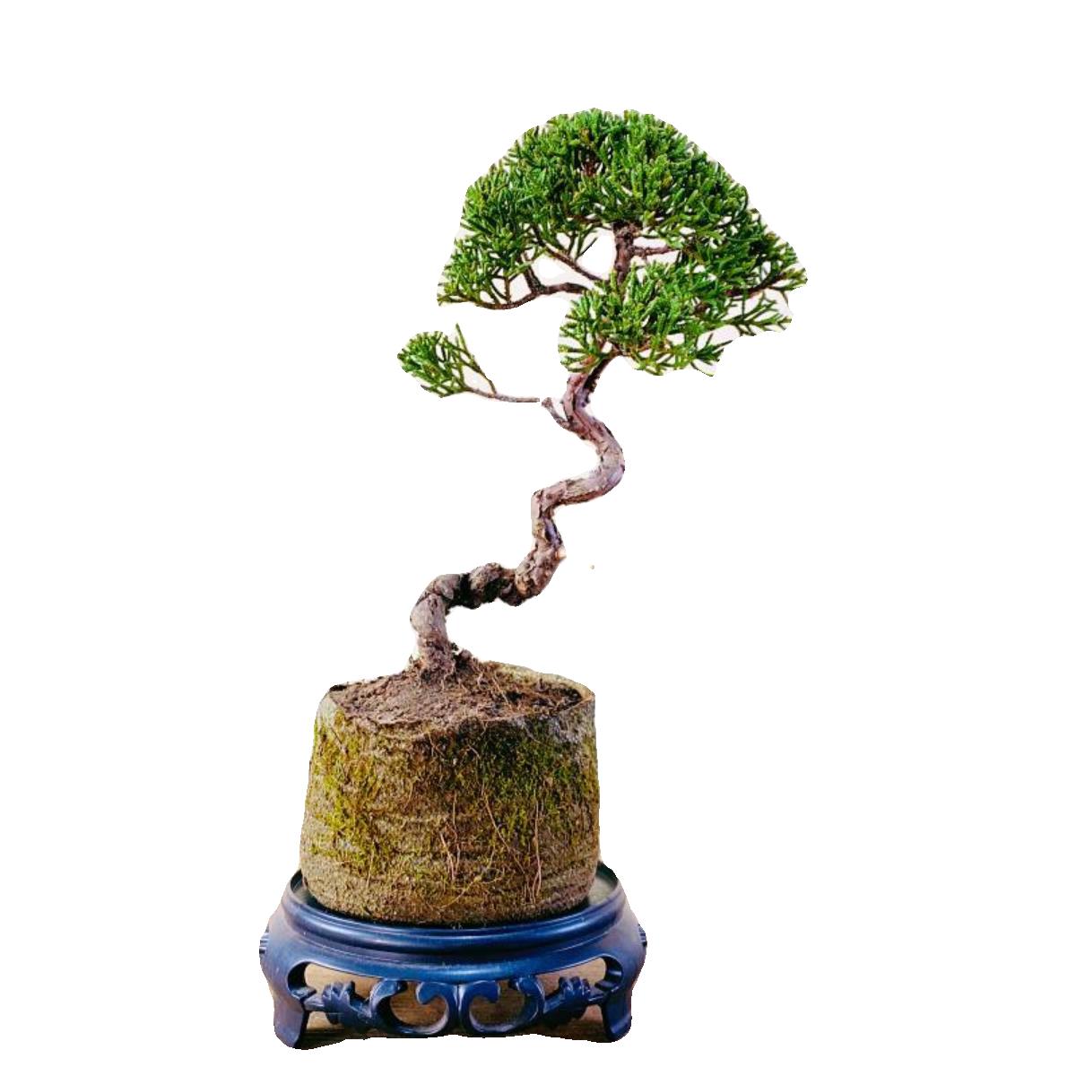 日本济州真柏小盆景纪州柏树绿植办公室室内植物盆栽好养一物一拍 - 图3