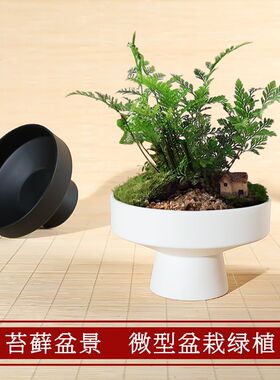 苔藓球树脂花盆水培植物盆栽蕨类专用盆绿植摆件中式高脚点心盘