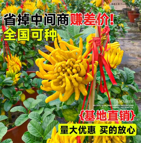 佛手树盆栽金华老桩带果水培清香佛手柑食用鲜果观赏摆件精品绿植 - 图2