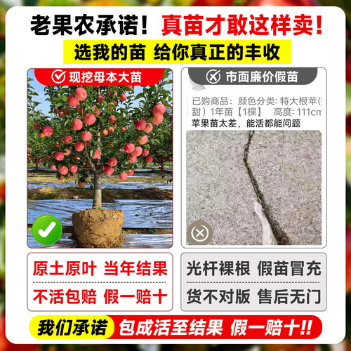 苹果树果苗特大红富士冰糖心果树苗庭院盆栽地栽当年结果特大包活 - 图0
