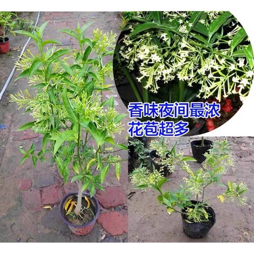 夜来香花树苗九里香夜来香盆栽花卉植物室内驱蚊花苗浓香四季多花 - 图2