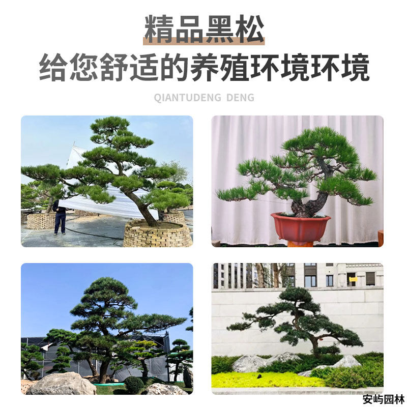 黑松苗松树树苗庭院道路园林盆栽优质松树苗小苗绿化树苗四季常青,淘宝优惠券,粉丝福利购,淘宝优惠卷