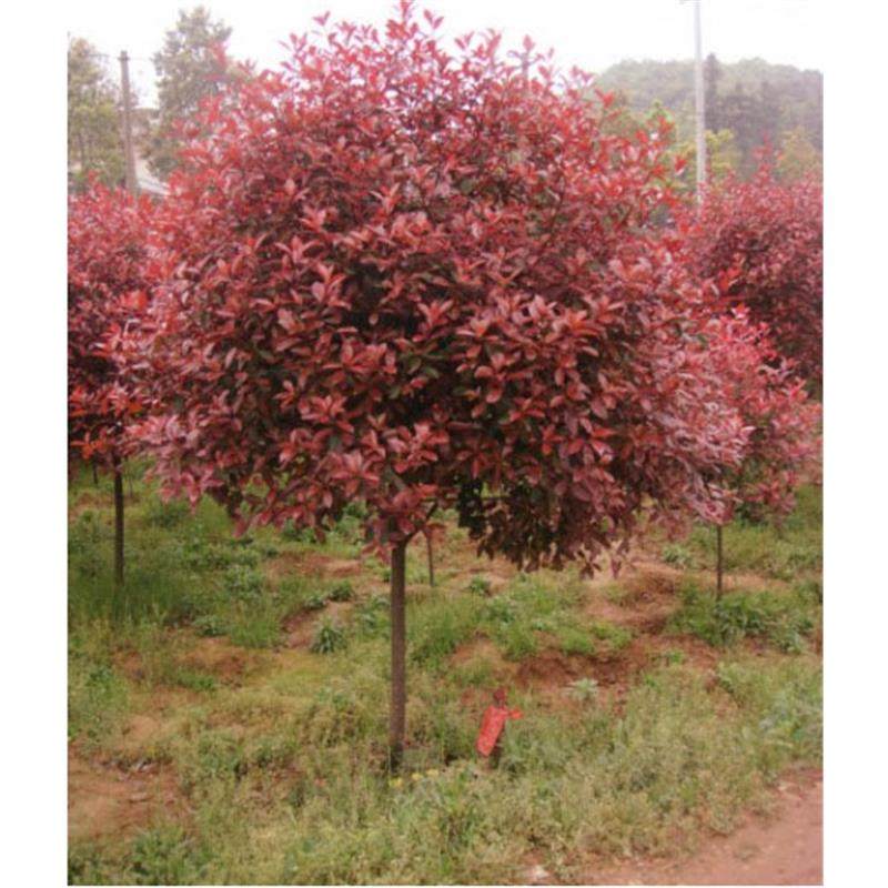 红叶石楠树苗四季庭院绿化苗木石楠球火焰红小苗红花继木球形盆栽,淘宝优惠券,粉丝福利购,淘宝优惠卷
