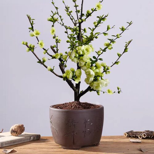 垂丝海棠花盆栽鲜花四季多花树苗盆景老桩花卉植物室内花绿植真花 - 图2