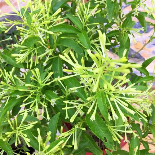 夜来香花树苗九里香夜来香盆栽花卉植物室内驱蚊花苗浓香四季多花 - 图1