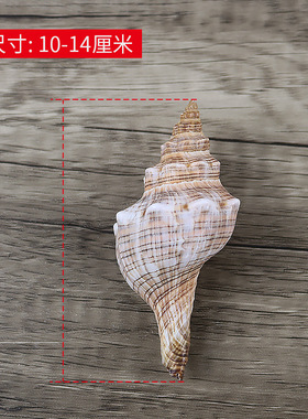 天然海螺贝壳赤旋螺婚礼拍摄道具鱼缸造景装饰羊角螺家居摆件
