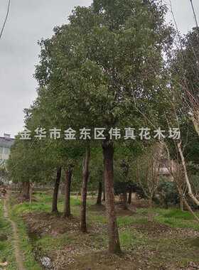 大量供应多年移栽截杆香樟树 绿化工程树 浙江香樟树 15公分