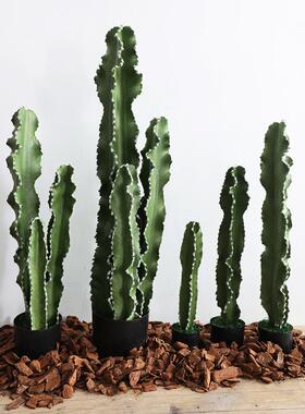 北欧风带毛刺戟阁仙人柱盆栽彷真仙人掌造景绿植热带沙生植物装饰