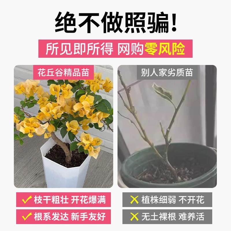 重瓣三角梅盆栽带花老桩爬藤植物四季开 花阳台庭院室内花卉绿植,淘宝优惠券,粉丝福利购,淘宝优惠卷