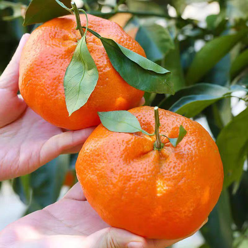 正宗红美柑橘当季新鲜水果桔子爱媛28号果冻橙子红美人来自象山,淘宝优惠券,粉丝福利购,淘宝优惠卷