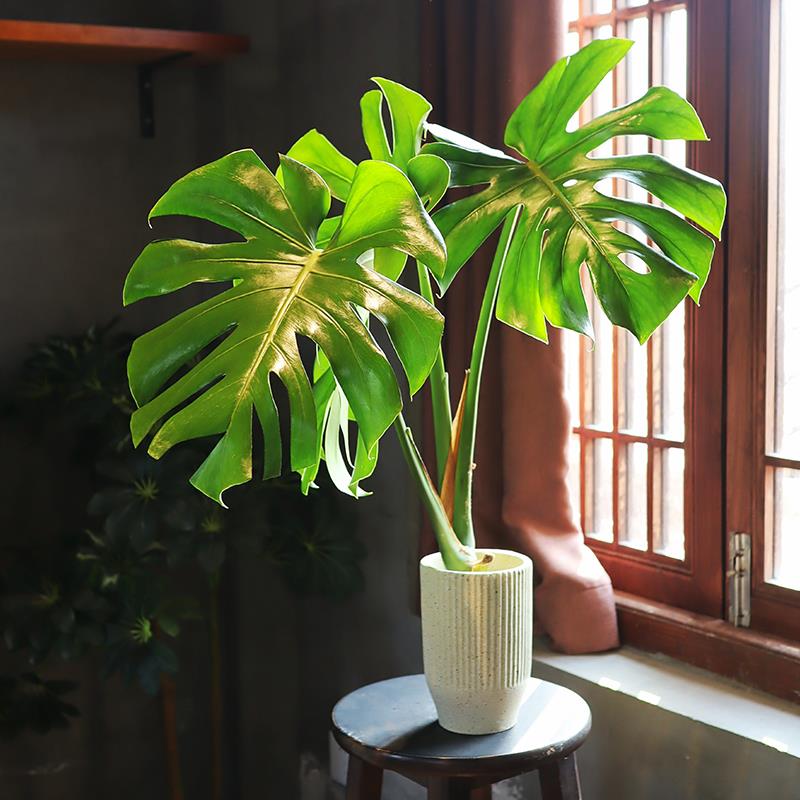 龟背芋水培植物室内大盆栽客厅办公室大叶绿植好养活懒人好养四季 - 图2