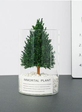 放青松摆件办公室桌面绿植室内好养活植物情绪稳定神器松树小盆裁