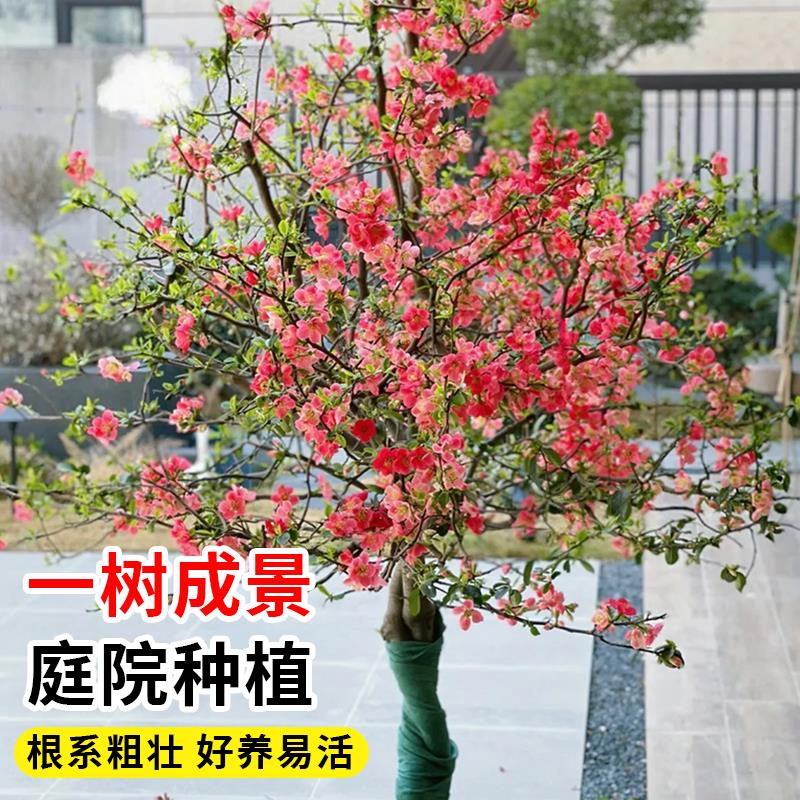 海棠树苗庭院地栽高杆垂丝海棠西府海棠花室外耐寒植物花北美海棠 - 图3