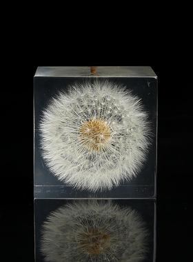 中秋七夕节蒲公英立方体雏菊标本工艺品摆件送女朋友生日快乐手工