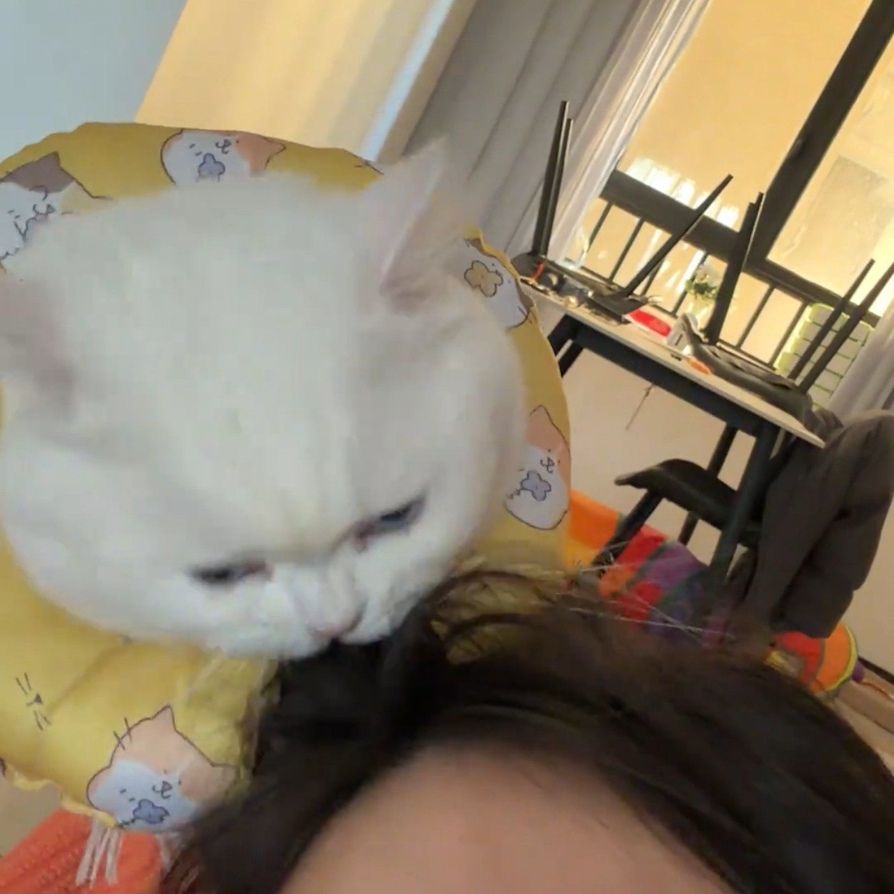 卡通图案防护防咬猫咪脖圈宠物头套可爱项圈防水伊丽莎白猫圈,淘宝优惠券,粉丝福利购,淘宝优惠卷