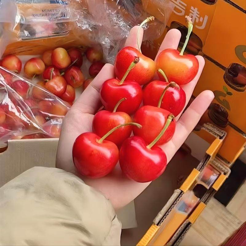 礼盒装智利空运黄金车厘子雷尼尔大樱桃车厘子2-4J顺丰脆甜新鲜,淘宝优惠券,粉丝福利购,淘宝优惠卷