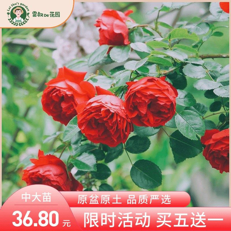 雷叔的花园佛罗仑蒂娜月季花苗正红色爬藤拱门围墙花栏造型盆栽地,淘宝优惠券,粉丝福利购,淘宝优惠卷