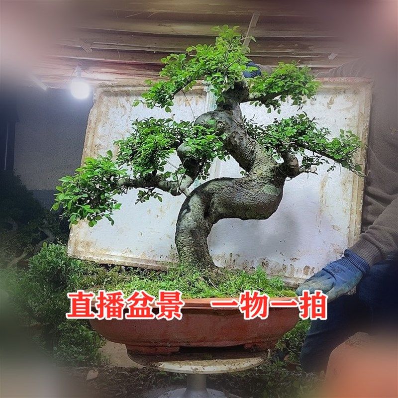 盆景树桩造型盆景园艺绿植,淘宝优惠券,粉丝福利购,淘宝优惠卷