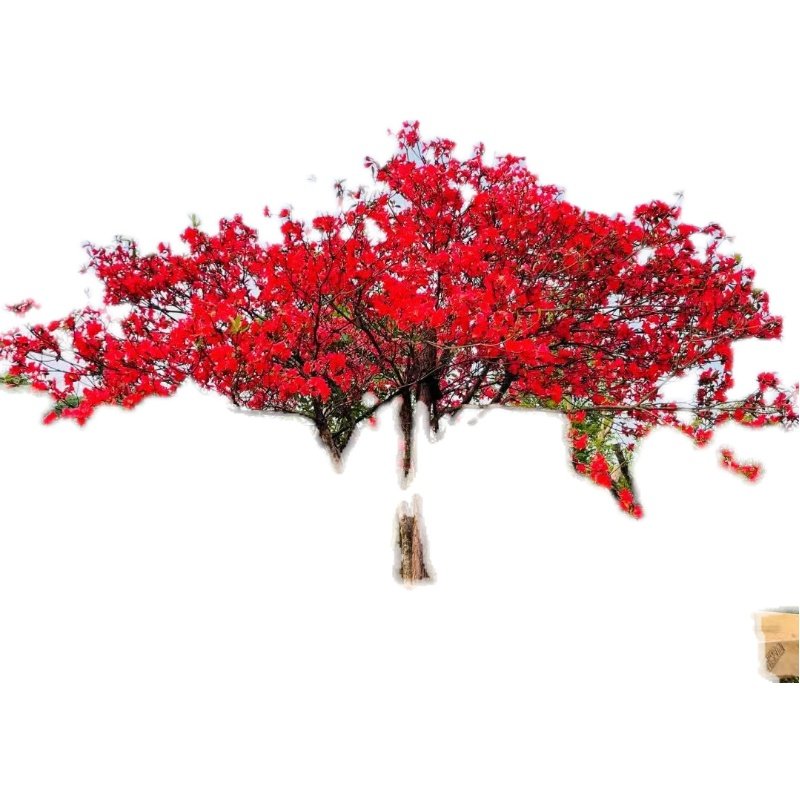 盆景树桩造型盆景园艺绿植,淘宝优惠券,粉丝福利购,淘宝优惠卷