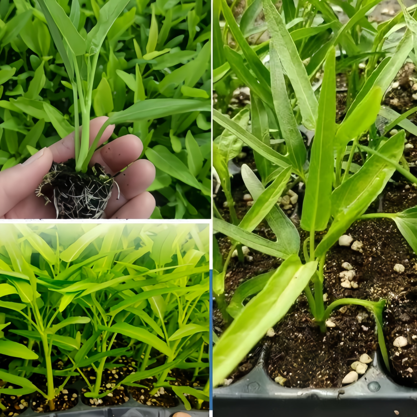 四季小叶空心菜苗种子秧苗菜苗高产多次采收南方阳台盆栽蔬菜种籽,淘宝优惠券,粉丝福利购,淘宝优惠卷