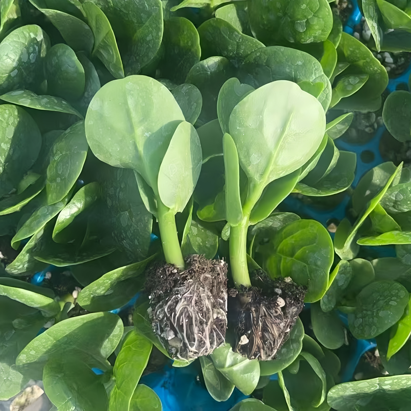 大叶木耳菜苗爬藤青菜秧四季阳台盆栽蔬菜种苗高产易种植圆叶肉厚,淘宝优惠券,粉丝福利购,淘宝优惠卷