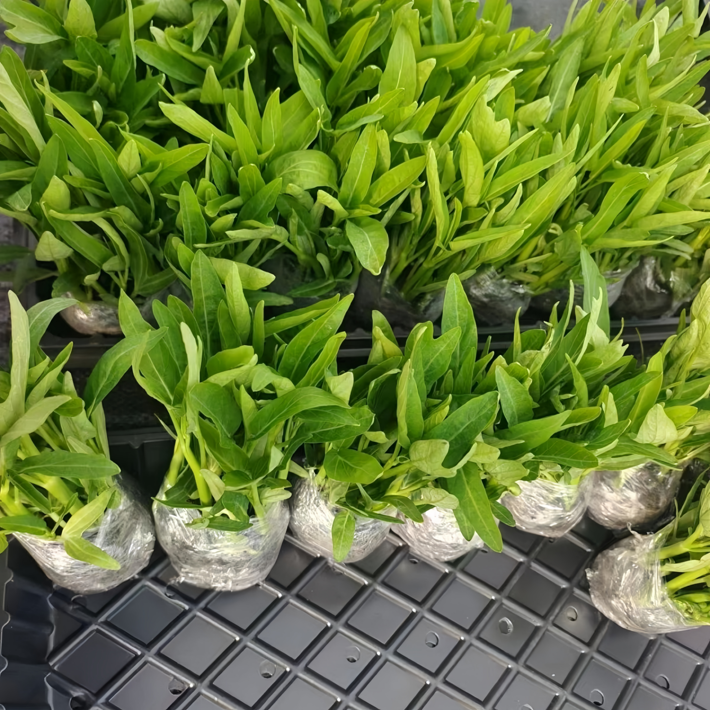 四季小叶空心菜苗种子秧苗菜苗高产多次采收南方阳台盆栽蔬菜种籽,淘宝优惠券,粉丝福利购,淘宝优惠卷