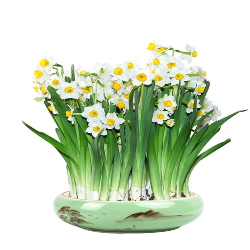 20个水仙花种球室内阳台桌面水培花卉洋水仙冬季水养的花盆栽植物 - 图2