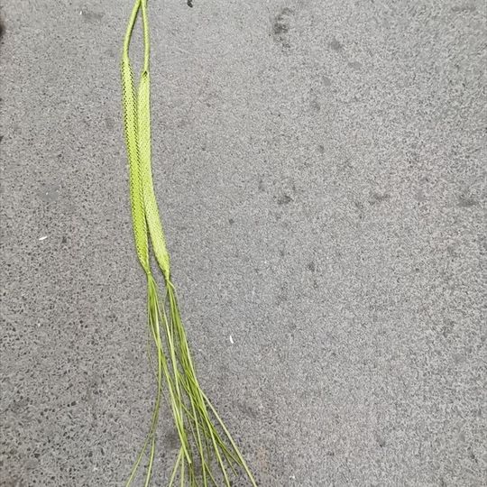 背篓背系婴儿背篓背带背筐背绳布背系浅绿色胶背系长1.6M双肩背