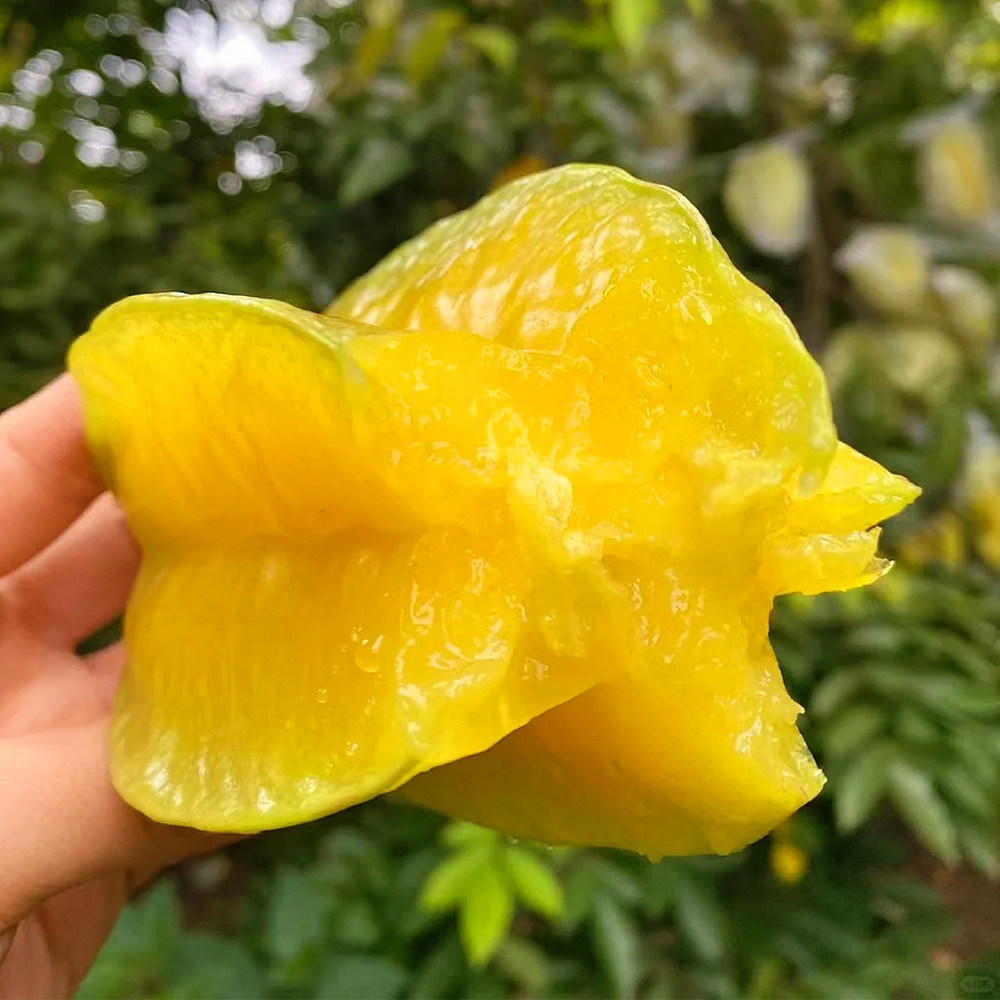 正宗福建漳州新鲜甜杨桃大果当季整箱5斤顺丰包邮孕妇水果黄洋桃,淘宝优惠券,粉丝福利购,淘宝优惠卷