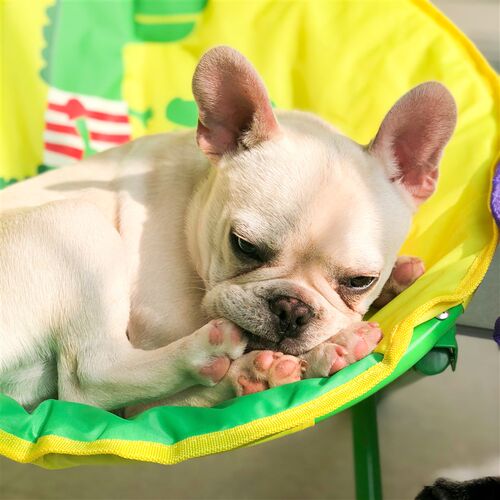 猫咪椅子狗狗晒太阳椅子牛津布小型狗狗家具休闲靠椅可折叠宠物垫 - 图2