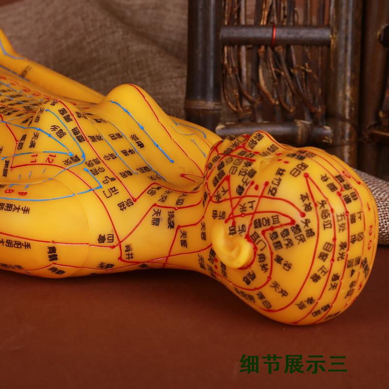 人体经络穴位模型针灸参考教学模型软质清晰刻字 - 图3