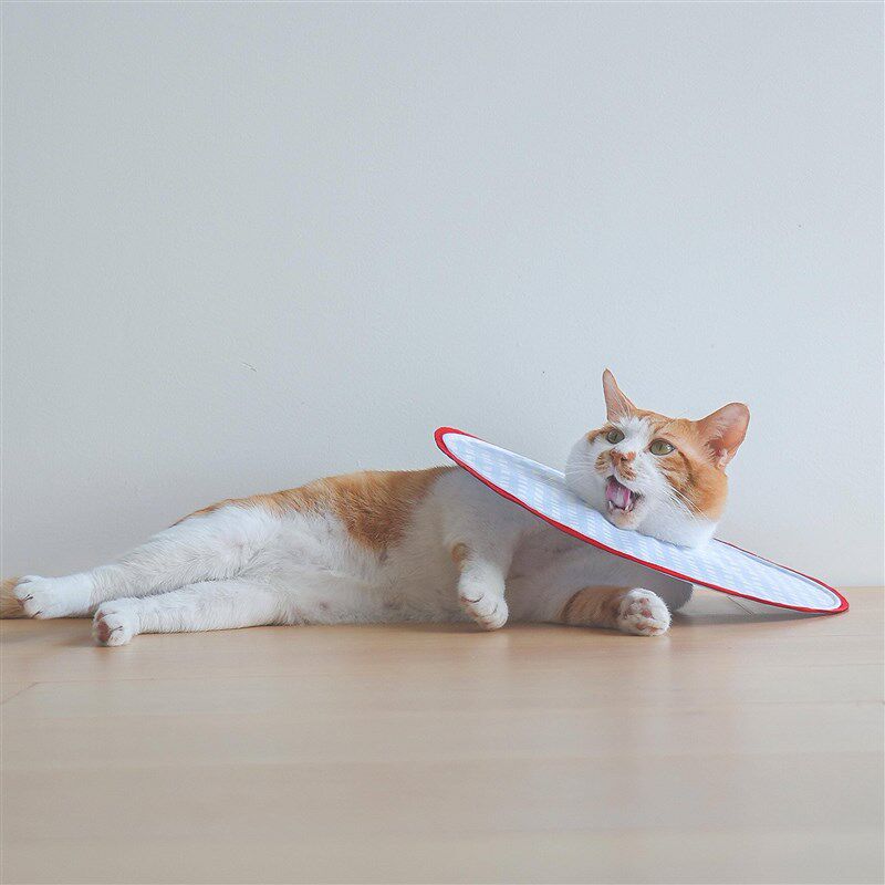 超轻薄大宠物猫咪伊加大伊丽套丽莎头白圈利狗软项防舔癣抓咬绝育,淘宝优惠券,粉丝福利购,淘宝优惠卷