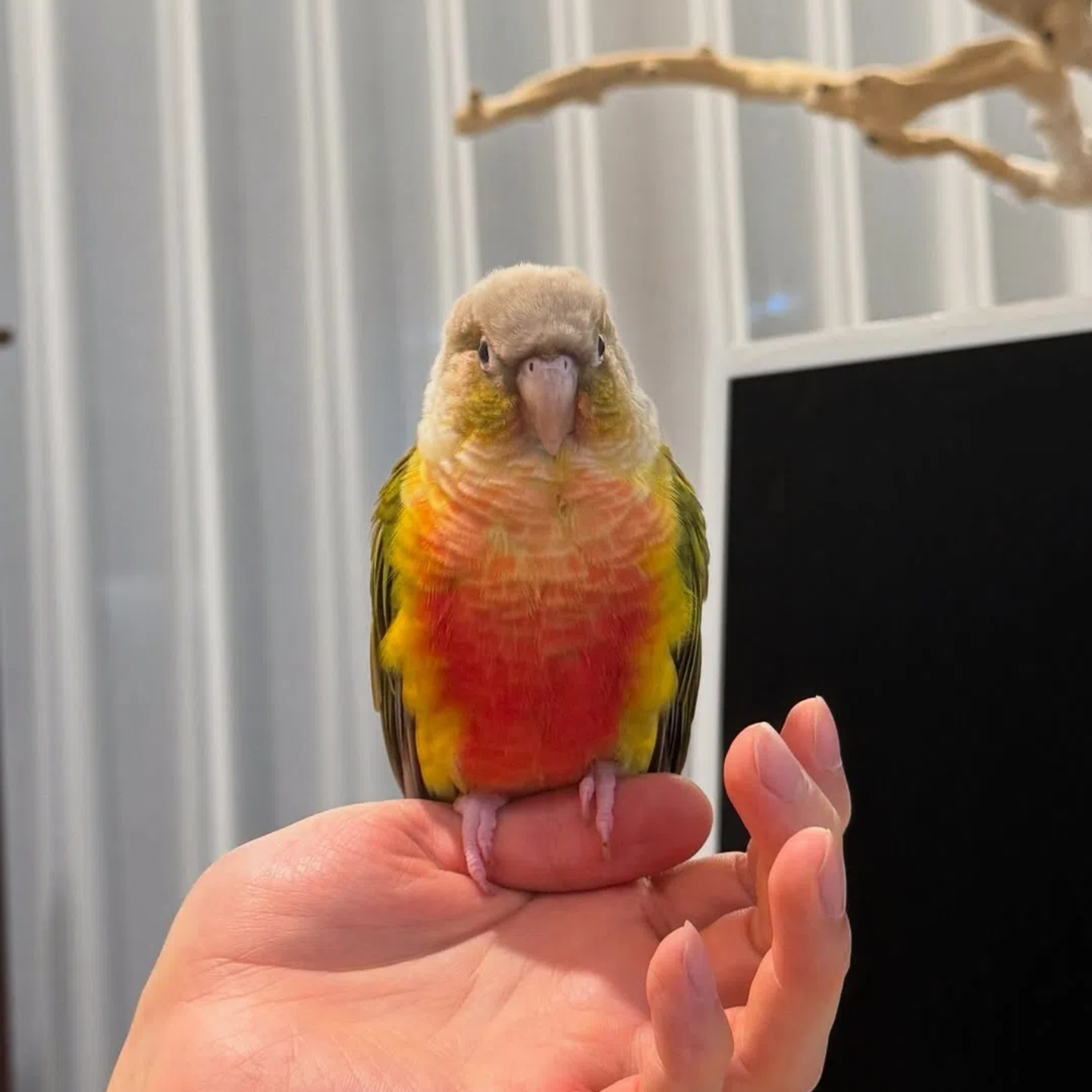小太阳鹦鹉凤梨活鸟学说话手养亲人宠物活体小鸟宠物鸟类半毛雏鸟,淘宝优惠券,粉丝福利购,淘宝优惠卷