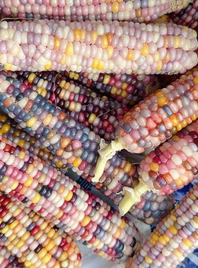 文玩玉米七彩宝石毛料天然血丝满粒迷你小文玩玉米文玩玉米