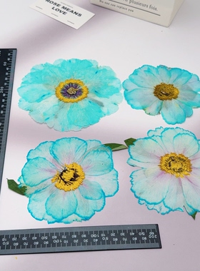 染色绿色牡丹花压花天然真花押花标本手工装饰画压花画伴手礼素材