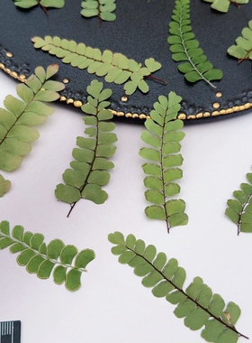 扇叶铁线蕨压花天然蕨类干叶标本DIY滴胶耳环相框植物压花材料